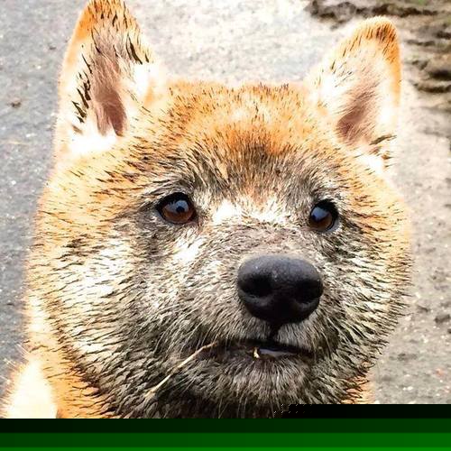 极限三秒！红牛一队战术觉醒，诺里斯绝杀镜像中的自己