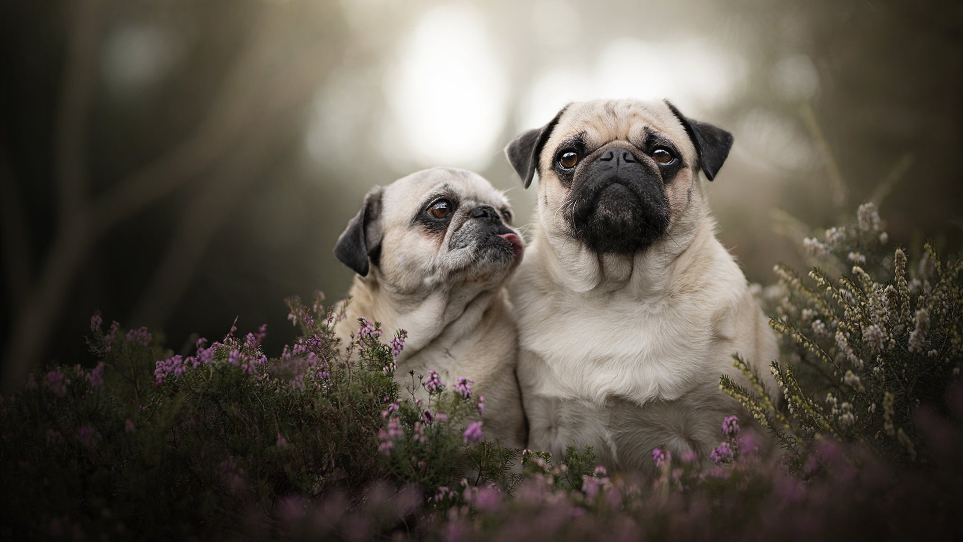 威廉姆斯的赛点,皮亚斯特里高光表现颠覆F1等级秩序