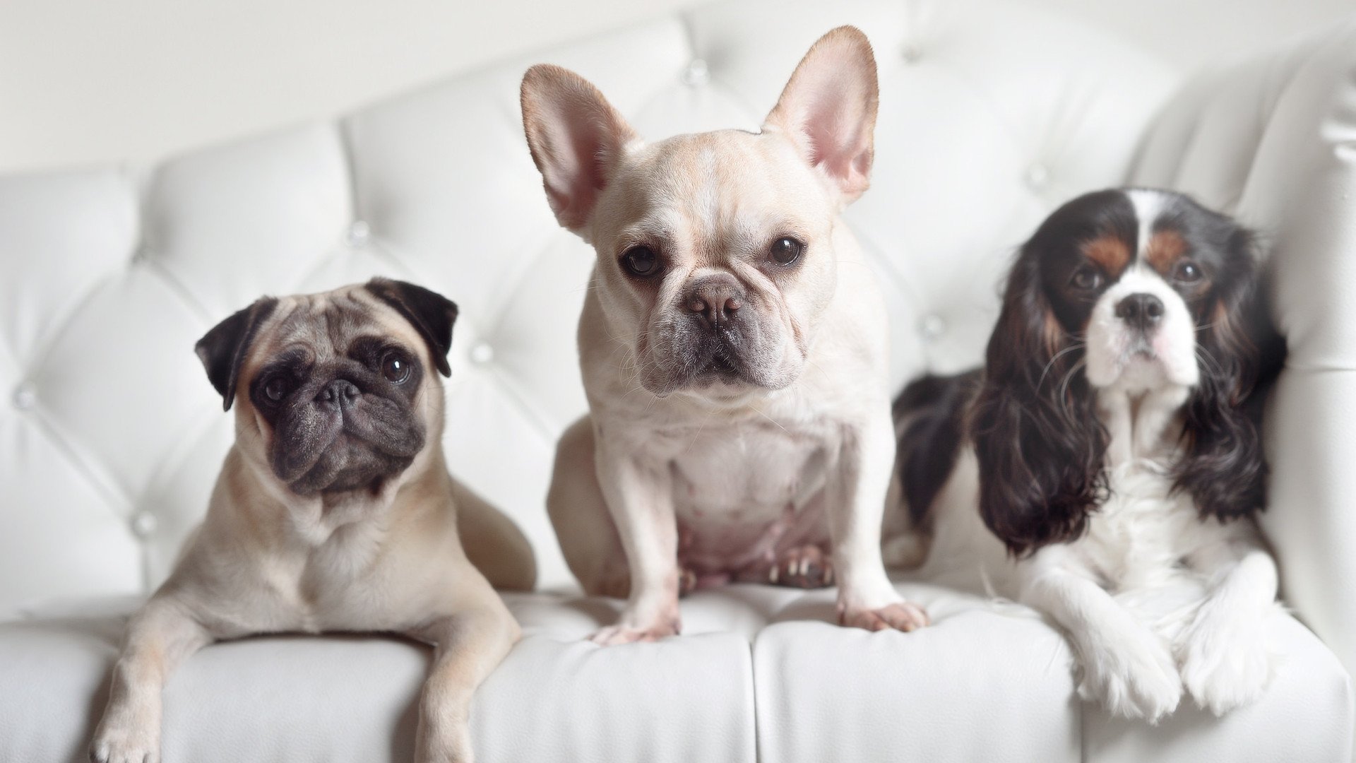 东方与亚平宁的双重奏,当稳健成为跨越山海的通用语言