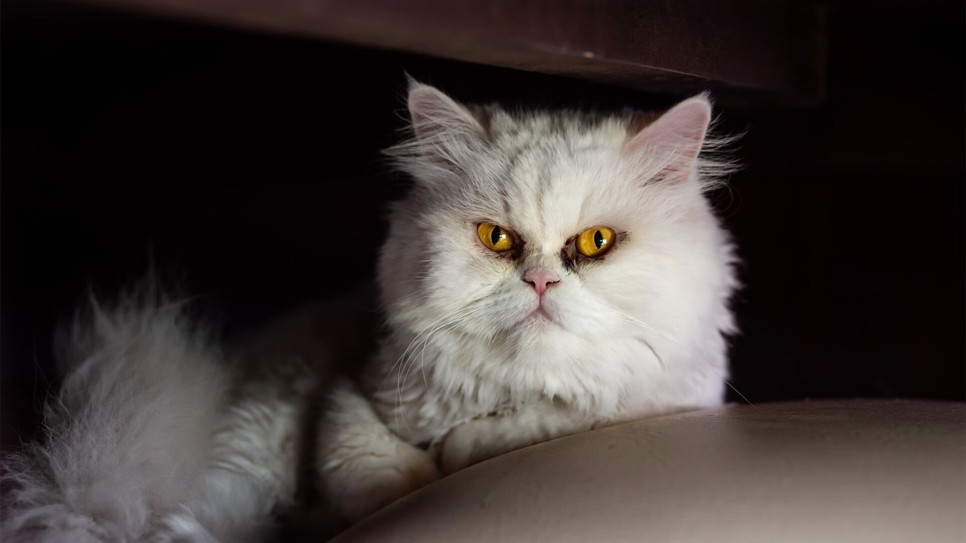 破晓之声,托尼的连击如何刺穿乌拉圭的暮色防线