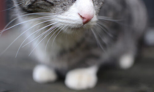 东方巨龙遭遇南方狂鲨,一场烟花与叹息交织的友谊赛