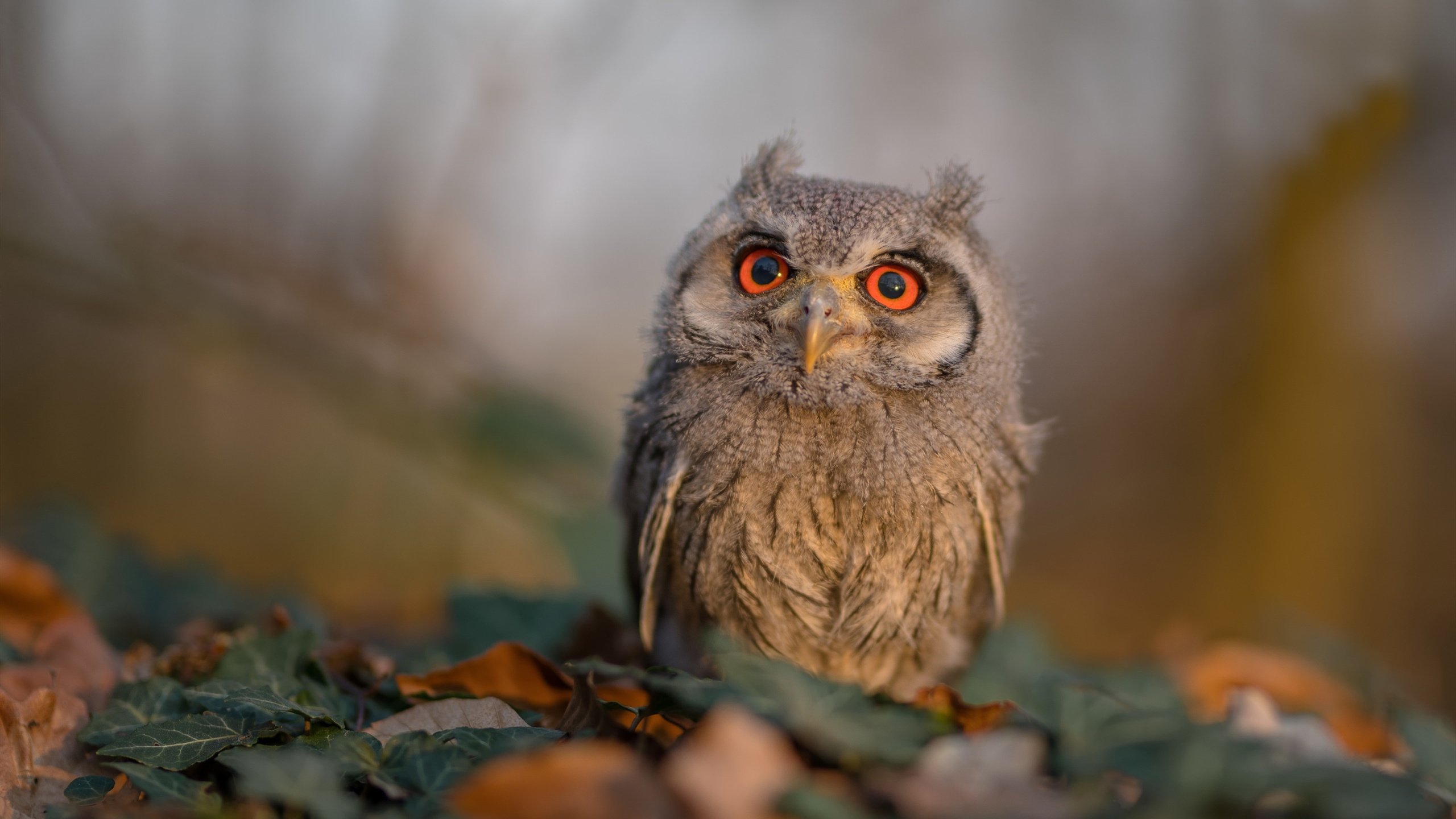马赛风暴，卡拉斯科独舞美加墨，葡萄牙以王者姿态锁定晋级