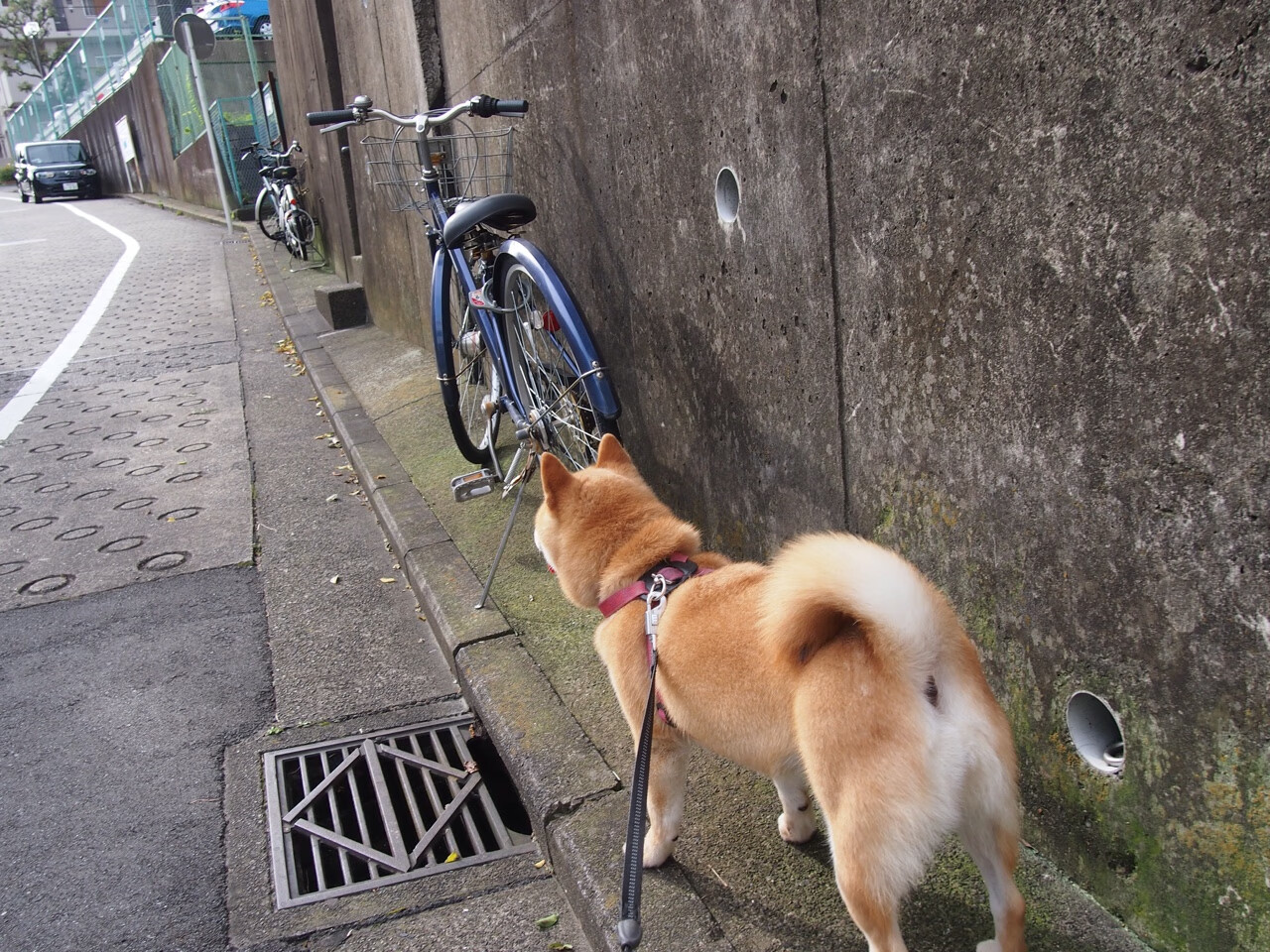 绿茵双面镜，阿什拉夫的锋利刀锋，与奥地利冰冷的团队手术