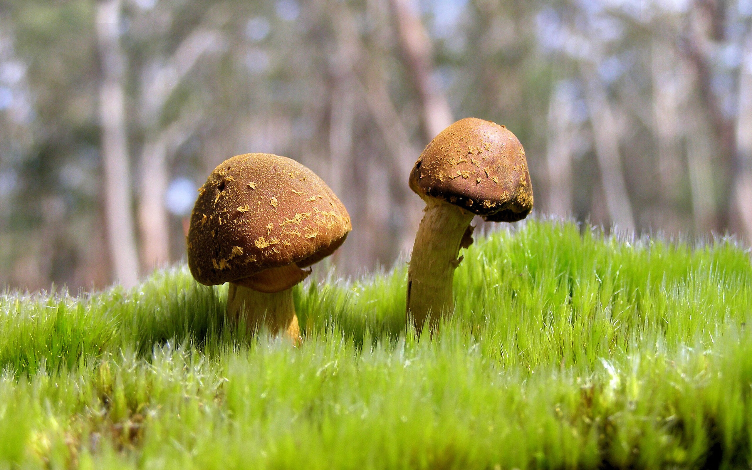 当梅西附体，足球的凡尔登，欧冠之夜的无解如何注解詹姆斯的宿命？