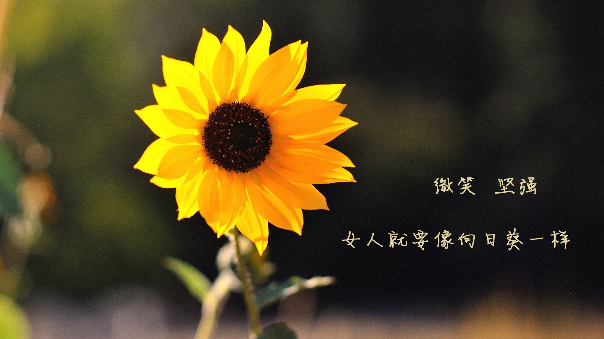 猎鹰俯瞰钱塘潮，2026世界杯焦点战，美洲雄鹰的火力如何压制浙江铁阵