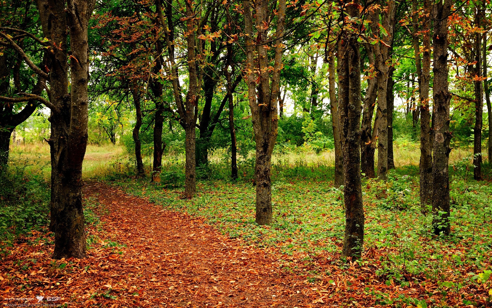 从怀疑到主宰，范弗利特抢七之夜如何成为亚特兰大最锋利的鹰爪