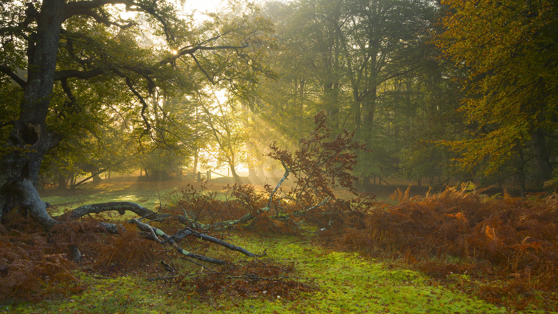 压制与里程碑，葡萄牙连胜墨西哥，罗德里戈创纪录闪耀赛场
